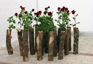 Alexandra Guillot, Déraciné, 2006.