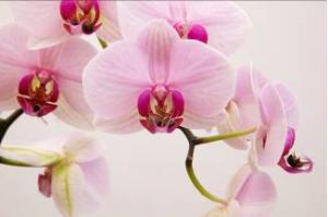 Extase, 2010 © Frédéric Nakache